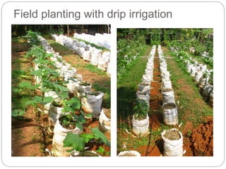 Field planting with drip irrigation
 