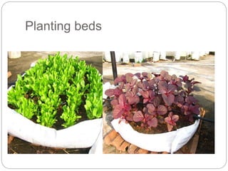 Planting beds
 