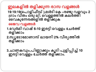 ഇലകളില്‍ തളിക്കുന്ന രാസ വളങ്ങള്‍
19:19:19(്പാളിഫീഡ് ),മള്‍ടി ്ക –രണ്ടു വളവും 2
്്ാം വീതം ഒരു ലി. ്വള്ളതില്‍ കലര്തി
ജവകുഫന്നരങ്ങളില്‍ തളിക്കുക
ജൈവ വളങ്ങള്‍
1.ഫവര്മി വാഷ്‌ 6-10 ഇരട്ടി ്വള്ളം ഫചര്ത്
തളിക്കാം
2.സയുഫടാഫമാണാസ ലായനി 2% വീരയതില്‍
തളിക്കാം
3.ചാണകവും,പിണ്ണാക്കും കൂടി പുളിപ്പിച്ച് 10
ഇരട്ടി ്വള്ളം ഫചര്ത് തളിക്കാം.
 