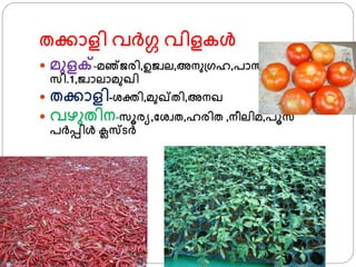 തക്കാളി വര്ഗ വിളകള്‍
 മുളക്-മഞ്ൈരി,ഉൈവല,അനു്്ഹ,പാന്ത്-
സി.1,ൈവാലാമുഖി
 തക്കാളി-ശ്ക്തി,മുഖ്തി,അനഖ
 വഴുതിന-സൂരയ,ഫശ്വത,ഹരിത ,നീലിമ,പൂസ
പര്പ്പിള്‍ ക്ലസടര്
 