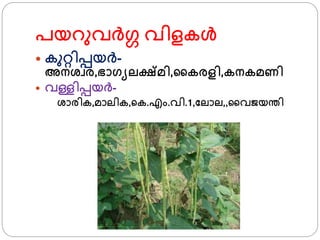 പയറുവര്ഗ വിളകള്‍
 കുറ്റിപ്പയര്-
അനശ്വര,ഭാ്യലക്ഷ്മി,ജകരളി,കനകമണി
 വള്ളിപ്പയര്-
ശ്ാരിക,മാലിക,്ക.എം.വി.1,ഫലാല,,ജവൈയന്തി
 
