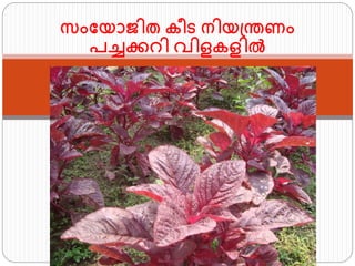 സംഫയാൈിത കീട നിയ്ന്തണം
പച്ചക്കറി വിളകളില്‍
 