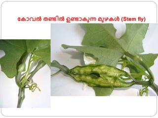 ഫകാവല്‍ തണ്ടില്‍ ഉണ്ടാകുന്ന മുഴകള്‍ (Stem fly)
 