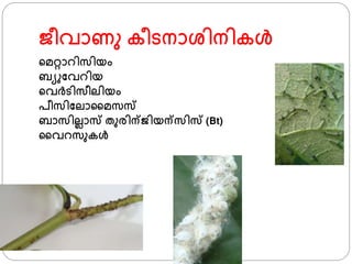 ൈീവാണു കീടനാശ്ിനികള്‍
്മറ്റാറിസിയം
ബയുഫവറിയ
്വര്ടിസീലിയം
പീസിഫലാജമസസ
ബാസിലലാസ തുരിന്ൈിയന്സിസ (Bt)
ജവറസുകള്‍
 