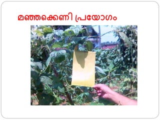 മഞ്ഞ്ക്കണി ്പഫയാ്ം
 