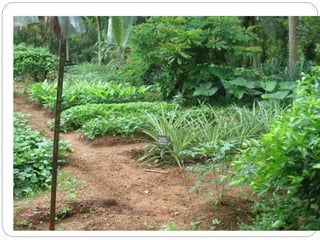 പച്ചക്കറി   ജൈവ കൃഷിരീതികള്‍