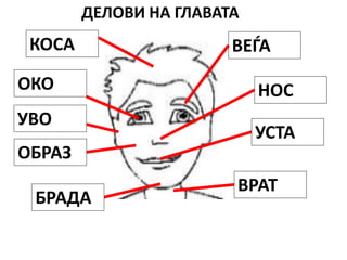 делови на главата | PPT