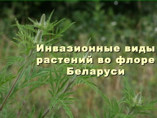 Инвазионные видыИнвазионные виды
растений во флорерастений во флоре
БеларусиБеларуси
 