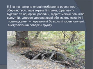 5.Значна частина площі позбавлена рослинності,
зберігаються лише окремі її плями, фрагменти
бур'янів та однорічні рослини, підріст майже повністю
відсутній, дорослі дерева хворі або мають механічні
пошкодження, у переважній більшості корені оголені,
виступають на поверхні грунту.
 