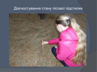 Діагностування стану лісової підстилки
 