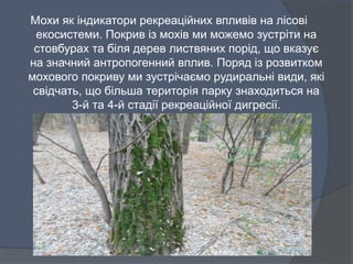 Мохи як індикатори рекреаційних впливів на лісові
екосистеми. Покрив із мохів ми можемо зустріти на
стовбурах та біля дерев листвяних порід, що вказує
на значний антропогенний вплив. Поряд із розвитком
мохового покриву ми зустрічаємо рудиральні види, які
свідчать, що більша територія парку знаходиться на
3-й та 4-й стадії рекреаційної дигресії.
 