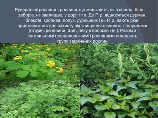 Рудеральні рослини - рослини, що мешкають, як правило, біля
заборів, на звалищах, у доріг і т.п. До Р. р. відносяться дурман,
блекота, кропива, лопух, дурнішник і ін. Р. р. мають різні
пристосування для захисту від знищення людиною і тваринами
(отруйні речовини, Шип, пекучі волоски і ін.). Разом з
сегетальнимі (сорнопольовимі) рослинами складають
групу засмічених рослин
 