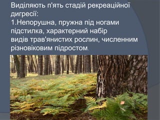 Виділяють п'ять стадій рекреаційної
дигресії:
1.Непорушна, пружна під ногами
підстилка, характерний набір
видів трав'янистих рослин, численним
різновіковим підростом.
 