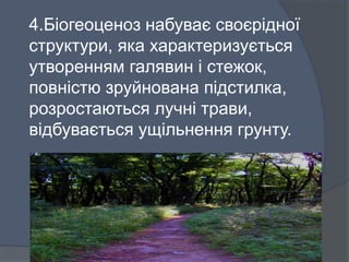 4.Біогеоценоз набуває своєрідної
структури, яка характеризується
утворенням галявин і стежок,
повністю зруйнована підстилка,
розростаються лучні трави,
відбувається ущільнення грунту.
 