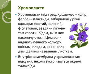  Хромопласти (від грец. хроматос – колір,
фарба) – пластиди, забарвлені у різні
кольори: жовтий, зелений,
фіолетовий, завдяки пігмен-
там каротиноїдам, які в них
накопичуються. Цим вони
надають певного кольору
квіткам, плодам, коренепло-
дам, деяким незеленим листкам.
 Внутрішня мембрана у хромопластах
відсутня, інколи зустрічаються окремі
тилакоїди.
Хромопласти
 