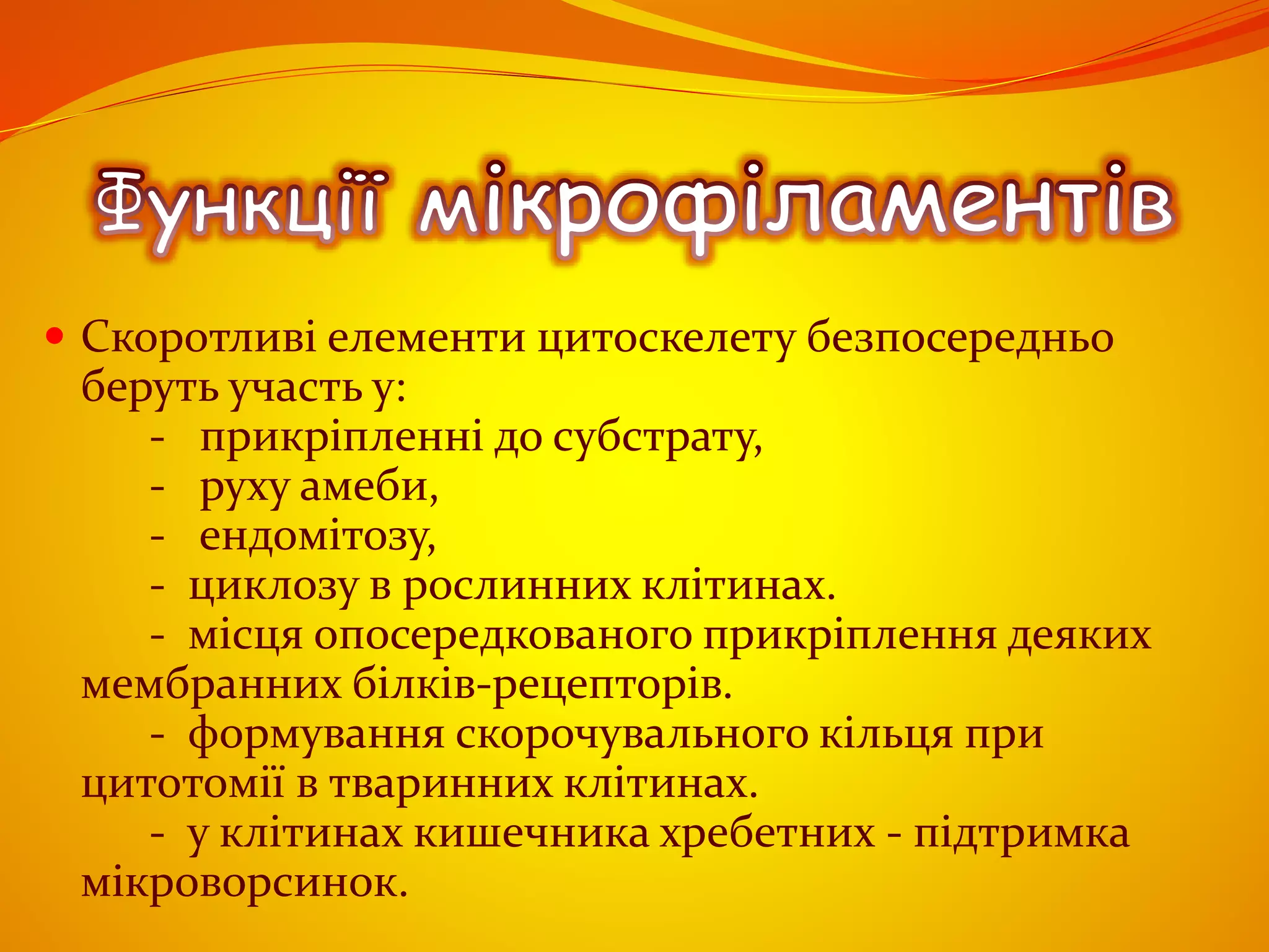  Скоротливі елементи цитоскелету безпосередньо
беруть участь у:
- прикріпленні до субстрату,
- руху амеби,
- ендомітозу,
- циклозу в рослинних клітинах.
- місця опосередкованого прикріплення деяких
мембранних білків-рецепторів.
- формування скорочувального кільця при
цитотомії в тваринних клітинах.
- у клітинах кишечника хребетних - підтримка
мікроворсинок.
 
