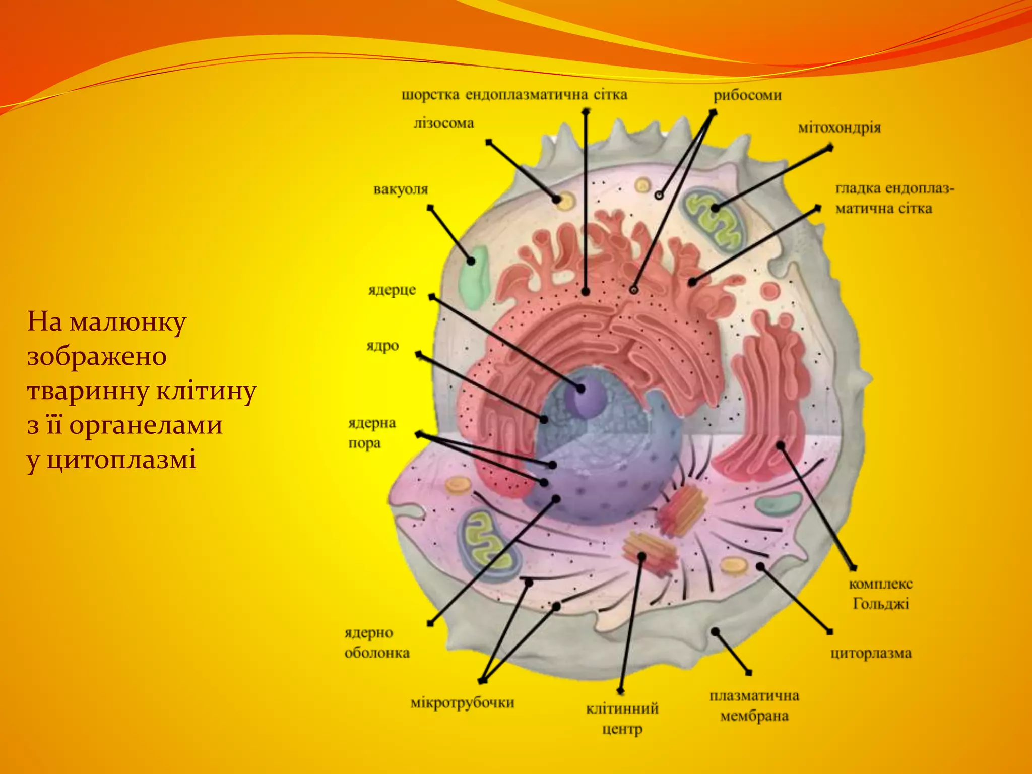 На малюнку
зображено
тваринну клітину
з її органелами
у цитоплазмі
 