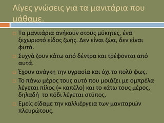 Λίγες γνώσεις για τα μανιτάρια που
μάθαμε.
 Τα μανιτάρια ανήκουν στους μύκητες, ένα
ξεχωριστό είδος ζωής. Δεν είναι ζώα, δεν είναι
φυτά.
 Συχνά ζουν κάτω από δέντρα και τρέφονται από
αυτά.
 Έχουν ανάγκη την υγρασία και όχι το πολύ φως.
 Το πάνω μέρος τους αυτό που μοιάζει με ομπρέλα
λέγεται πίλος (= καπέλο) και το κάτω τους μέρος,
δηλαδή το πόδι λέγεται στύπος.
 Εμείς είδαμε την καλλιέργεια των μανιταριών
πλευρώτους.
 
