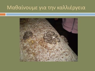 Μαθαίνουμε για την καλλιέργεια
 