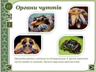 2.7
Органи чуттів
!
Органами дотику є волоски та ногощупальця. Є органи хімічного
чуття( нюхові та смакові). Органи зору вісім простих очей.
 
