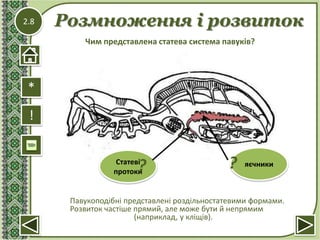 2.8 Розмноження і розвиток
!
Павукоподібні представлені роздільностатевими формами.
Розвиток частіше прямий, але може бути й непрямим
(наприклад, у кліщів).
Чим представлена статева система павуків?
*
яєчникиСтатеві
протоки? ?
 