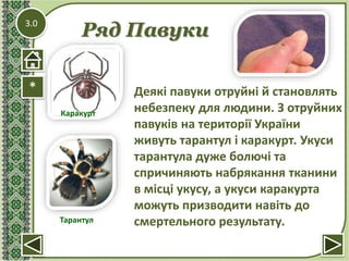 3.0
Ряд Павуки
* Деякі павуки отруйні й становлять
небезпеку для людини. З отруйних
павуків на території України
живуть тарантул і каракурт. Укуси
тарантула дуже болючі та
спричиняють набрякання тканини
в місці укусу, а укуси каракурта
можуть призводити навіть до
смертельного результату.
Каракурт
Тарантул
 