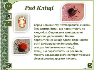 3.1
Ряд Кліщі
* Серед кліщів є ґрунтоутворювачі, хижаки
й паразити. Види, що паразитують на
людині, є збудниками захворювань
(корости, дерматитів). Багато
паразитичних кліщів здатні переносити
різні захворювання (енцефаліти,
геморагічні лихоманки тощо).
Кліщі, що паразитують на рослинах,
можуть завдавати значних утрат урожаю
сільськогосподарських культур.
 