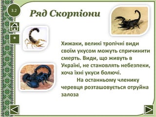 3.2
Ряд Скорпіони
*
Хижаки, великі тропічні види
своїм укусом можуть спричинити
смерть. Види, що живуть в
Україні, не становлять небезпеки,
хоча їхні укуси болючі.
На останньому членику
черевця розташовується отруйна
залоза
 