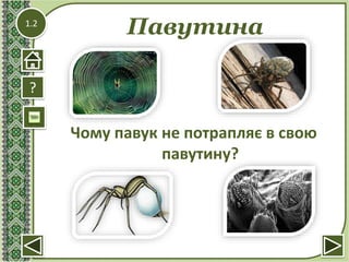 1.2
Павутина
?
Чому павук не потрапляє в свою
павутину?
 