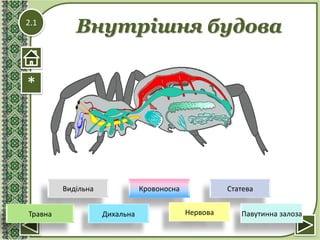 2.1
*
Внутрішня будова
Видільна Кровоносна Статева
НервоваДихальнаТравна Павутинна залоза
 