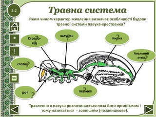 2.2 Травна система
!
Травлення в павука розпочинається поза його організмом і
тому називається - зовнішнім (позакишкове).
*
Яким чином характер живлення визначає особливості будови
травної системи павука-хрестовика?
шлунок
рот
Страво-
хід
Кишка
печінка
глотка
Анальний
отвір
?
?
? ? ?
?
?
 