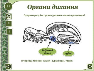 2.3
Органи дихання
!
В черевці легеневі мішки ( одна пара), трахеї.
*
Охарактеризуйте органи дихання павука-хрестовика?
Легеневий
мішок трахеї
? ?
 