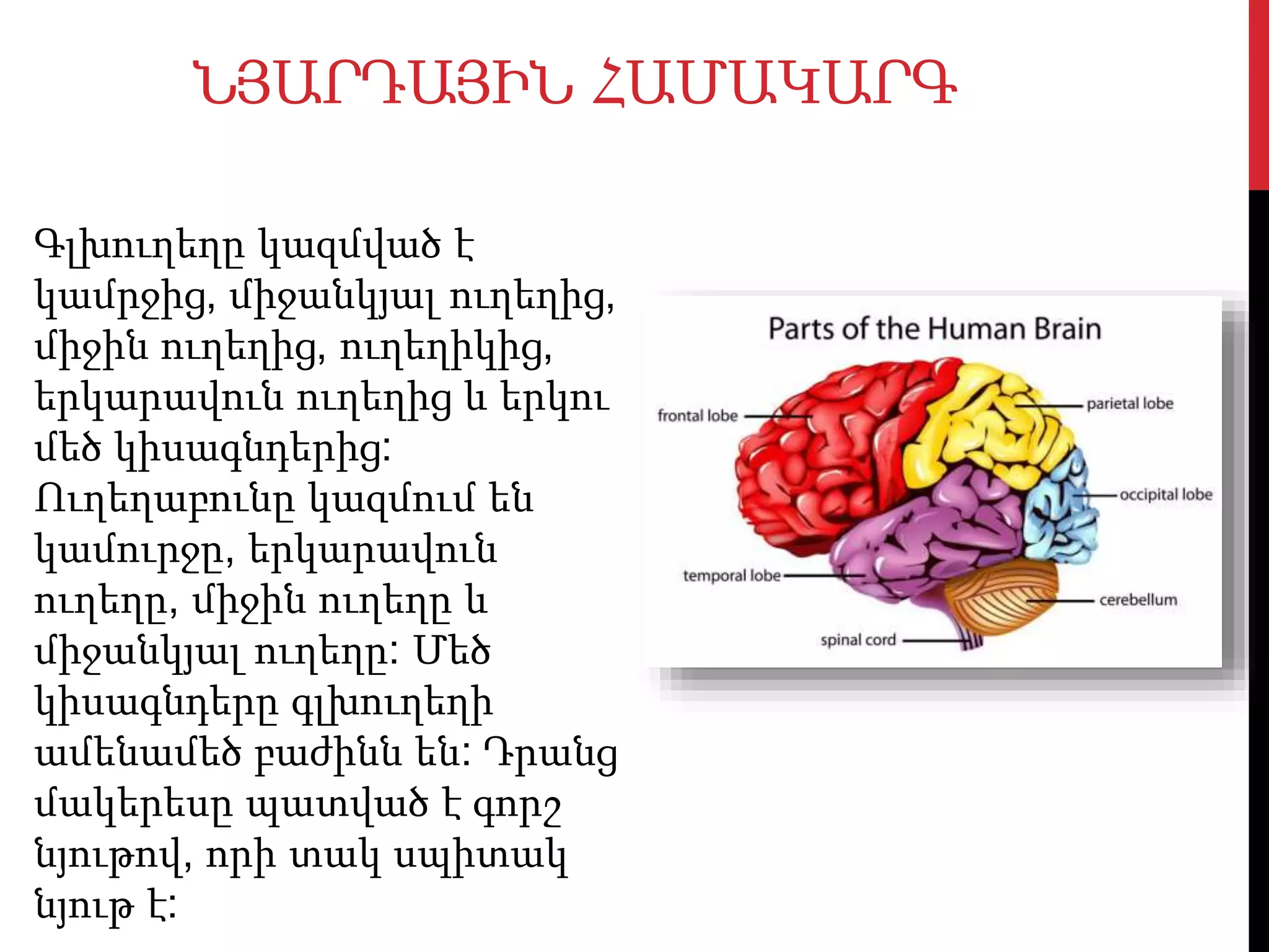 ՆՅԱՐԴԱՅԻՆ ՀԱՄԱԿԱՐԳ
Գլխուղեղը կազմված է
կամրջից, միջանկյալ ուղեղից,
միջին ուղեղից, ուղեղիկից,
երկարավուն ուղեղից և երկու
մեծ կիսագնդերից:
Ուղեղաբունը կազմում են
կամուրջը, երկարավուն
ուղեղը, միջին ուղեղը և
միջանկյալ ուղեղը: Մեծ
կիսագնդերը գլխուղեղի
ամենամեծ բաժինն են: Դրանց
մակերեսը պատված է գորշ
նյութով, որի տակ սպիտակ
նյութ է:
 