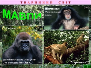 Горила
Найбільша мавпа. Має зріст
2 м. Важить 250 - 420 кг.
Т В А Р И Н Н И Й С В І Т
Шимпанзе.
Найрозумніша
мавпа.
Video
Video
Мартишки
 