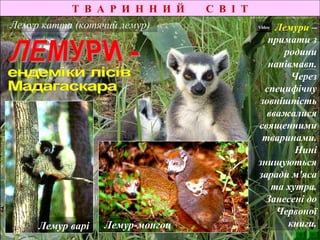 Т В А Р И Н Н И Й С В І Т
Лемур катта (котячий лемур) Лемури –
примати з
родини
напівмавп.
Через
специфічну
зовнішність
вважалися
священними
тваринами.
Нині
знищуються
заради м'яса
та хутра.
Занесені до
Червоної
книги.Лемур варі Лемур-монгоц
Video
 