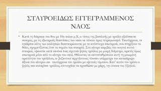 ΣΤΑΥΡΟΕΙΔΩΣ ΕΓΓΕΓΡΑΜΜΕΝΟΣ
ΝΑΟΣ
• Κατά τη διάρκεια του 8ου με 10ο αιώνα μ.Χ. ο τύπος της βασιλικής με τρούλο εξελίσσεται
συνεχώς, με τις εξωτερικές διαστάσεις των ναών να τείνουν προς τετραγωνισμό. Ταυτόχρονα, τα
εγκάρσια κλίτη των εκκλησιών διασταυρώνονται με τα αντίστοιχα εσωτερικά, που στηρίζουν το
θόλο, σχηματίζοντας έτσι το σημείο του σταυρού. Στο κέντρο ακριβώς του νοητού αυτού
σταυρού, υψώνεται κατά κανόνα ένας σχετικά ψηλός τρούλος με μικρή διάμετρο, ορατός όμως
εσωτερικά μόνο από το κέντρο του ναού. Θέλοντας να «αντισταθμίσουν» αυτή τη μειωμένη
ορατότητα του τρούλλου, οι βυζαντινοί αρχιτέκτονες τόνισαν υπέρμετρα τον κατακόρυφο
άξονα του κέντρου και ταυτόχρονα τον τρούλο με υψιτενές τύμπανο. Κατ' αυτόν τον τρόπο ο
ψηλός σαν κυπαρίσσι τρούλος, επιτυγχάνει να προσδώσει με χάρη, την έννοια του Υψηλού.
 