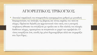 ΑΓΙΟΡΕΙΤΙΚΟΣ ΤΡΙΚΟΓΧΟΣ
• Αποτελεί παραλλαγή του σταυροειδούς εγγεγραμμένου ρυθμού με μοναδική
διαφοροποίηση την απόληξη της βόρειας και νότιας κεραίας του ναού σε
κόγχες. Πρόκειται δηλαδή για αρχιτεκτονικό τύπο ναού, που η κεντρική
τετράγωνη αίθουσα του στεγάζεται με τρούλο και οι δύο πλαϊνές του πλευρές
διαθέτουν κόγχες, προκειμένου να στεγαστούν οι χοροί των ιεροψαλτών. Ο
τύπος ονομάζεται έτσι, επειδή όχι μόνο δημιουργήθηκε αλλά και επιχωριάζει
στο Άγιο Όρος .
 