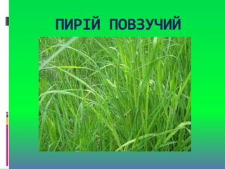 ПИРІЙ ПОВЗУЧИЙ
 