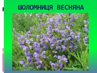 ШОЛОМНИЦЯ ВЕСНЯНА
 