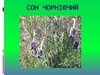 СОН ЧОРНІЮЧИЙ
 