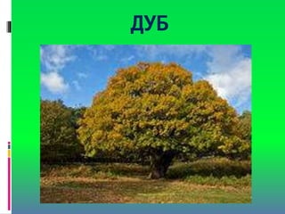 ДУБ
 