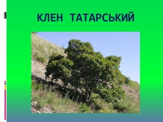КЛЕН ТАТАРСЬКИЙ
 