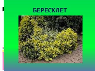 БЕРЕСКЛЕТ
 