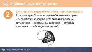 Функциональные блоки мозга
2
Блок приема, переработки и хранения информации.
Включает три области которые обеспечивают прием
и переработку определенного типа информации:
затылочная — зрительной, височная — слуховой
и теменная — общечувствительной.
 