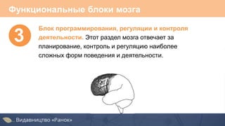 Функциональные блоки мозга
3
Блок программирования, регуляции и контроля
деятельности. Этот раздел мозга отвечает за
планирование, контроль и регуляцию наиболее
сложных форм поведения и деятельности.
 