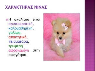  Η σκυλίτσα είναι
αριστοκρατική,
καλομαθημένη,
γαλίφα,
απαιτητική,
πεισματάρα,
τρυφερή
αφοσιωμένη στην
αφηγήτρια.
 