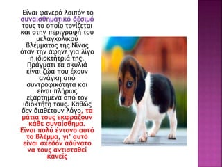 Είναι φανερό λοιπόν το
συναισθηματικό δέσιμό
τους το οποίο τονίζεται
και στην περιγραφή του
μελαγχολικού
βλέμματος της Νίνας
όταν την άφηνε για λίγο
η ιδιοκτήτριά της.
Πράγματι τα σκυλιά
είναι ζώα που έχουν
ανάγκη από
συντροφικότητα και
είναι πλήρως
εξαρτημένα από τον
ιδιοκτήτη τους. Καθώς
δεν διαθέτουν λόγο, τα
μάτια τους εκφράζουν
κάθε συναίσθημα.
Είναι πολύ έντονο αυτό
το βλέμμα, γι’ αυτό
είναι σχεδόν αδύνατο
να τους αντισταθεί
κανείς
 