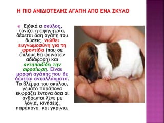  Ειδικά ο σκύλος,
τονίζει η αφηγήτρια,
δέχεται όση αγάπη του
δώσεις, νιώθει
ευγνωμοσύνη για τη
φροντίδα (που σε
άλλους θα φαινόταν
αδιάφορη) και
ανταποδίδει την
αφοσίωση. Είναι
μορφή αγάπης που δε
δέχεται ανταλλάγματα.
Το βλέμμα του σκύλου,
γεμάτο παράπονο
εκφράζει έντονα όσα οι
άνθρωποι λένε με
λόγια, κινήσεις,
παράπονα και γκρίνια.
 