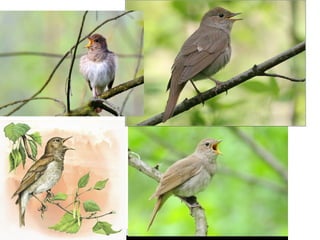 символи україни