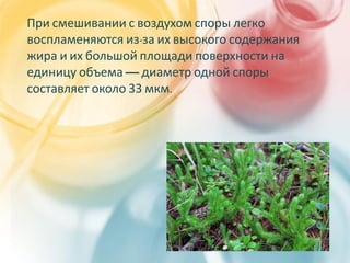 Что такое ликоподий. Удивительные свойства | PPT